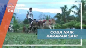Mencoba Ikut Lomba Karapan Sapi dan Rasakan Tradisinya di Palu, Sulawesi Tengah  