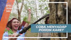Mencoba Langsung Menyadap Pohon Karet Bersama Warga Desa Burai Sumatera Selatan  