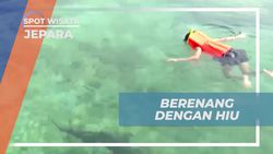 Mengikuti Pengalaman Berenang Lama Bareng Hiu di Kolam Karimun Jawa  