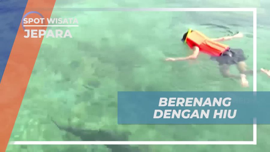 Mengikuti Pengalaman Berenang Lama Bareng Hiu di Kolam Karimun Jawa  