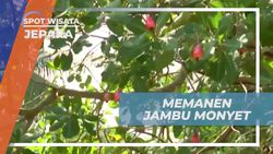 Memanen Jambu Monyet Matang Langsung dari Pohon di Karimun Jawa Besar  
