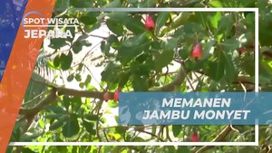 Memanen Jambu Monyet Matang Langsung dari Pohon di Karimun Jawa Besar  
