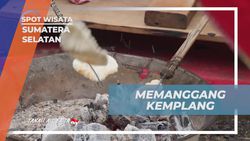 Mengikuti Proses Memanggang Kemplang di Desa Burai Sumatera Selatan dengan Antusias  