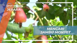 Memetik Jambu Monyet Berbuah Lebat di Pohon-pohon Karimun Jawa Besar  