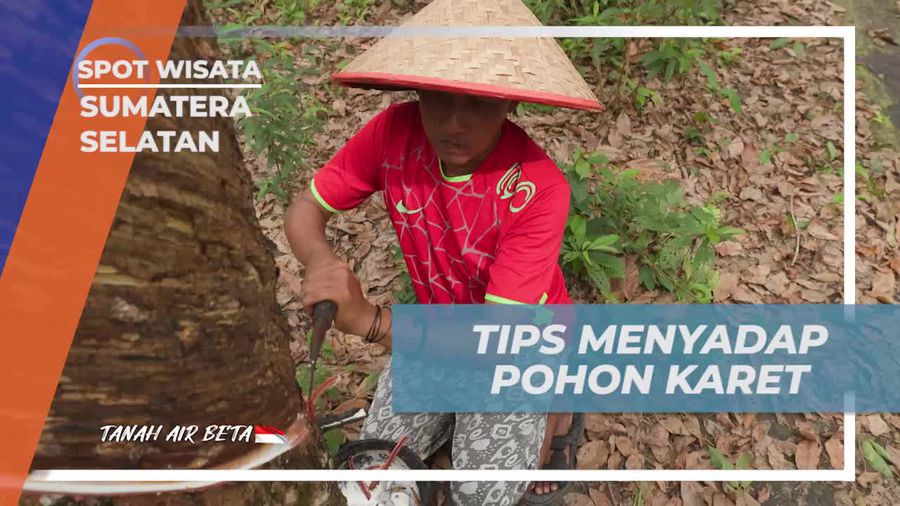 Menerapkan Tips Menyadap Pohon Karet yang Efektif di Desa Burai Sumatera Selatan  