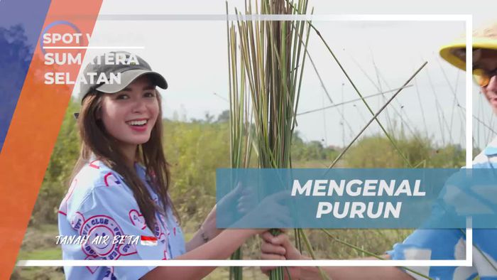 Mengenal Tanaman Purun yang Liar dan Berongga di Desa Burai Sumatera Selatan  