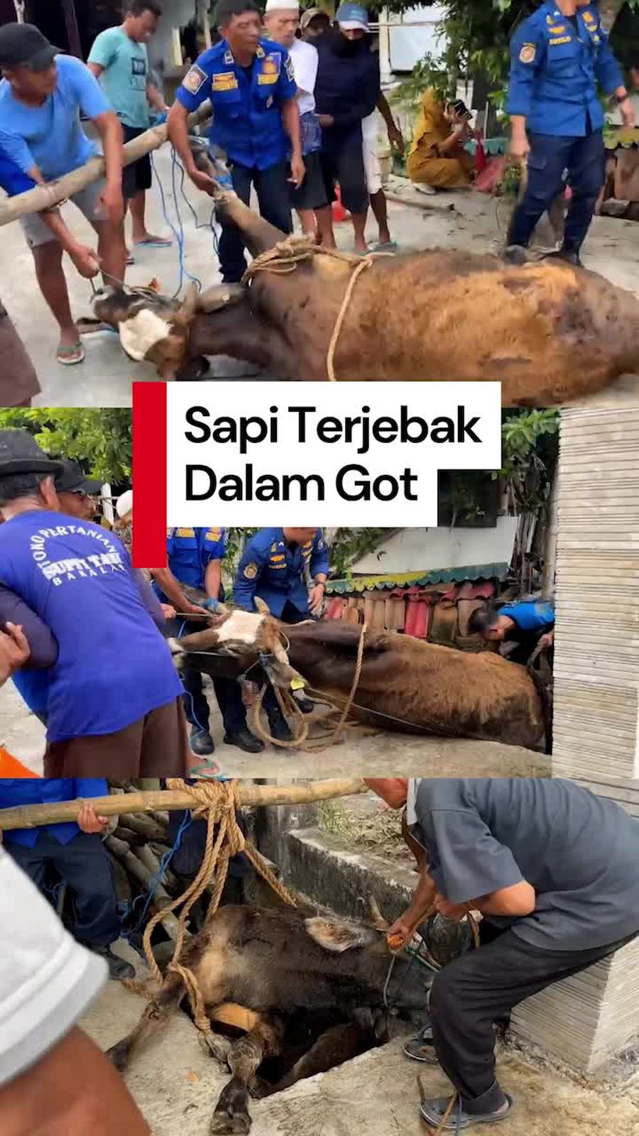 Video: Momen Damkar Lamongan Evakuasi Sapi Terjebak di Dalam Selokan