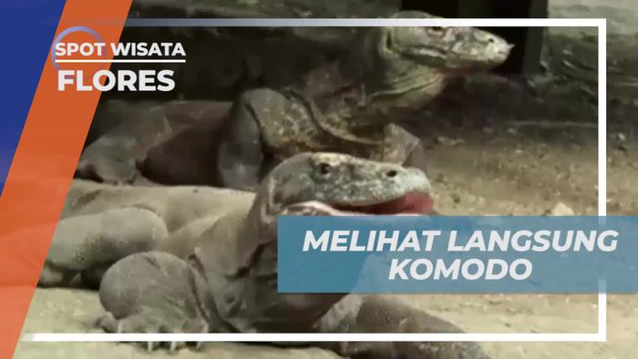 Menyaksikan Secara Langsung Sarang Komodo dan Terdapat Komodo Raksasa, Flores