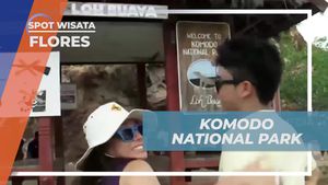 Menemukan Anak Penyu yang Menggemaskan di Pulau Berau 