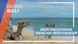 Bercengkrama Bersama Wisatawan dan Menikmati Suasana Unta di Bali  