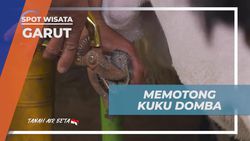 Memotong Kuku Domba Garut dengan Alat Khusus di Garut  
