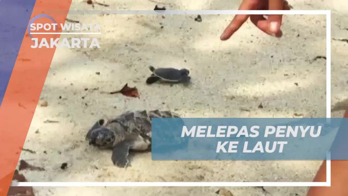 Melakukan Kegiatan Melepas Penyu Sisik ke Laut di Jakarta  