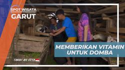 Memberi Makan dan Merawat Domba Garut agar Sehat di Garut  