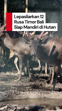 Video: 12 Rusa Timor Dilepas ke Alam Liar Bali, Siap Jaga Populasi!
