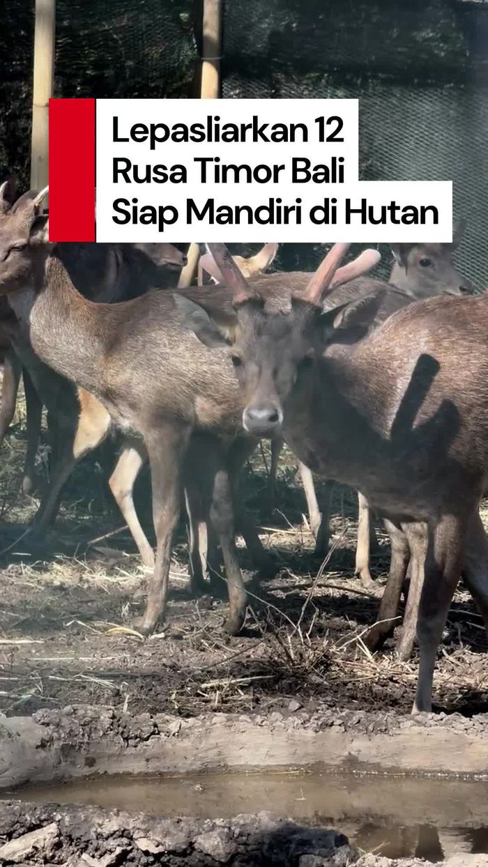 Video: 12 Rusa Timor Dilepas ke Alam Liar Bali, Siap Jaga Populasi!