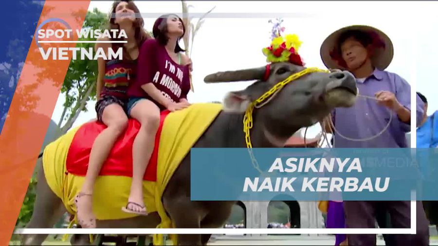 Menaiki Kerbau untuk Pengalaman Tak Terlupakan di Hoa Lu, Vietnam