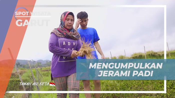 Mengumpulkan Jerami Padi untuk Membuat Ramuan Tradisional di Garut  