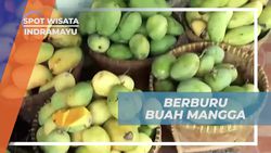 Berburu Buah Mangga Khas Indramayu di Pasar Tradisional, Indramayu  