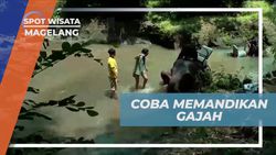 Memandikan Gajah di Sungai Sekitar Borobudur dan Menikmati Suasana Asri di Magelang  