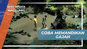 Memandikan Gajah di Sungai Sekitar Borobudur dan Menikmati Suasana Asri di Magelang  