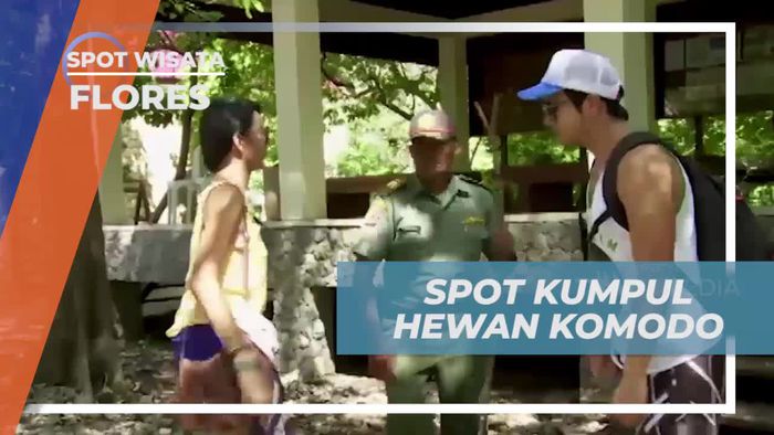 Mengunjungi Kantor Pemandu dan Mempelajari Hewan Komodo di Pulau Komodo, Flores  