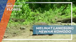Menyaksikan Langsung Kadal Terbesar Dunia, Hewan Komodo, di Flores  