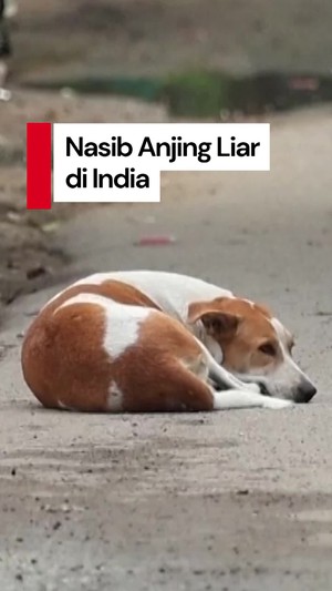 Video: Pro Kontra Putusan Mahkamah Agung India Terkait Anjing Liar