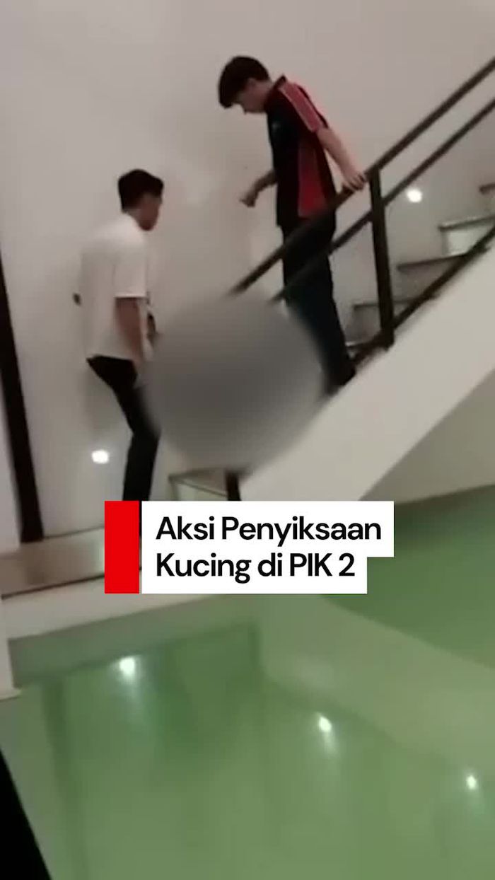 Video: Viral Penyiksaan Kucing di PIK 2, Finalis Miss Earth Lapor Polisi