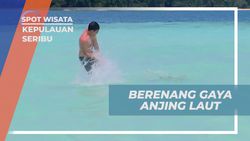 Mencoba Gaya Unik Berenang Seperti Anjing Laut di Kepulauan Seribu