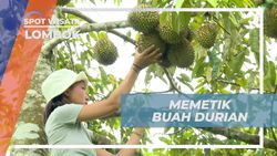 Berjuang Memetik Durian Tinggi di Kebun, Lombok
