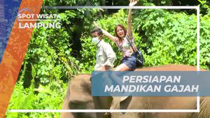 Bersiap-siap Memandikan Gajah di Lembah Hijau, Lampung