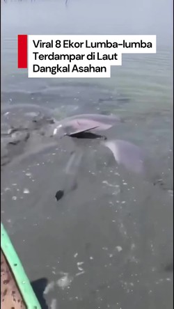 Video: Momen Evakuasi Kawanan Lumba-lumba Tersesat di Laut Dangkal Asahan