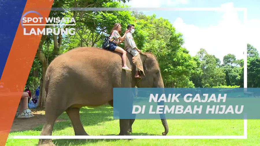 Bermain dan Berinteraksi dengan Gajah di Lembah Hijau, Lampung