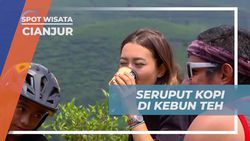 Seruput Kopi dan Nikmati Pemandangan Kebun Teh Penyairan, Cianjur  