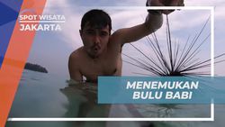 Menemukan Bulu Babi di Pulau Karang Atol, Jakarta