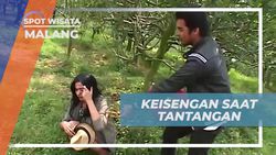 Menguji Keberanian Dalam Tantangan Memetik Apel di Kota Malang