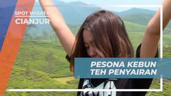 Pesona Alam Kebun Teh Penyairan, Cianjur 