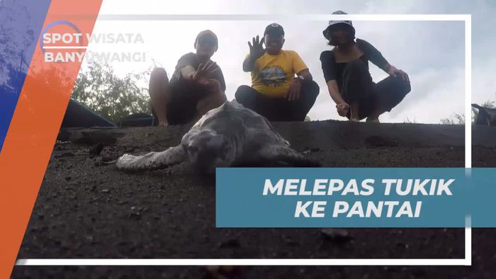 Melepas Tukik ke Pantai Cemara, Banyuwangi  