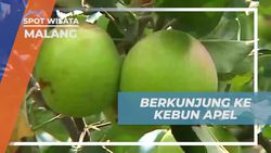 Mengunjungi Kebun Apel di Agrowisata Kusuma, Kota Malang