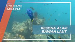 Menikmati Pesona Alam Bawah Laut di Karang Atol, Jakarta