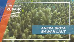 Keindahan Biota Laut Pulau Kera, Kupang