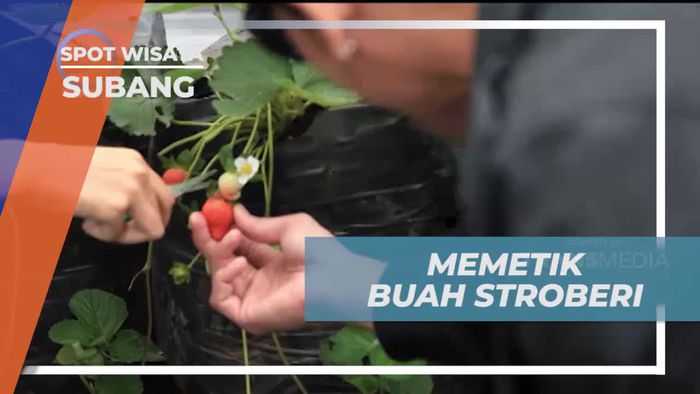 Menikmati Kesegaran Stroberi di Kebun Subang