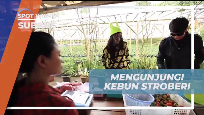 Memetik Stroberi Segar di Kebun Stroberi Subang