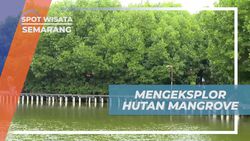  Eksplorasi Menarik Hutan Mangrove di Semarang