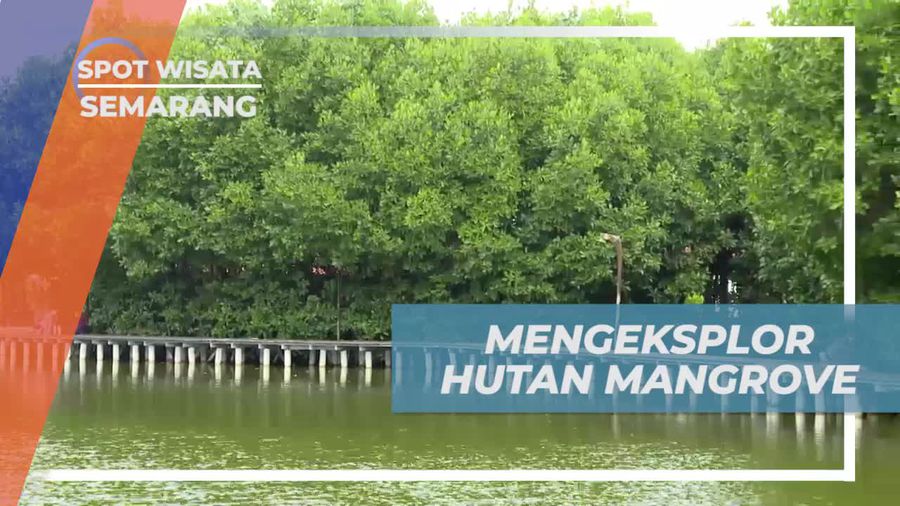  Eksplorasi Menarik Hutan Mangrove di Semarang