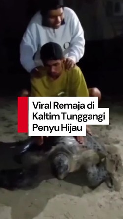 Video: Viral Aksi Tak Terpuji Remaja Tunggangi Penyu Hijau di Kaltim