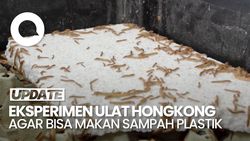 Video Ilmuwan Serbia Latih Ulat Hongkong Agar Dapat Makan Plastik