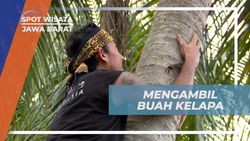 Memanjat Pohon Kelapa di Ciboer Pass, Majalengka, Jawa Barat