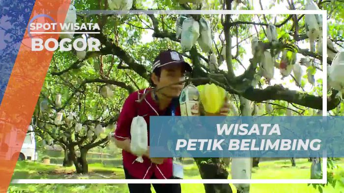 Memetik Belimbing Langsung dari Pohonnya di Mekarsari, Bogor