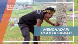 Menghadapi Ular Kobra Saat Menikmati Air Kelapa di Ciboer Pass, Jawa Barat